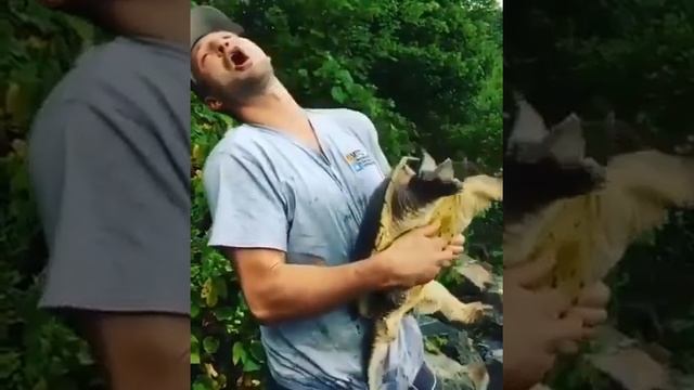 Черепаха укусила туриста смотреть онлайн