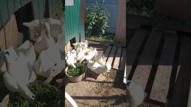 Условия содержания мулардов. смотреть онлайн