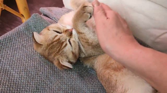 Как котя Буся учится наукам во сне (Ивана Русских очень любит послушать)?