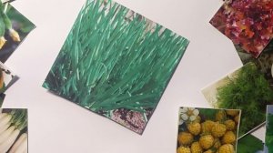 Какой лук посадить на зелень летом. Характеристика семян.