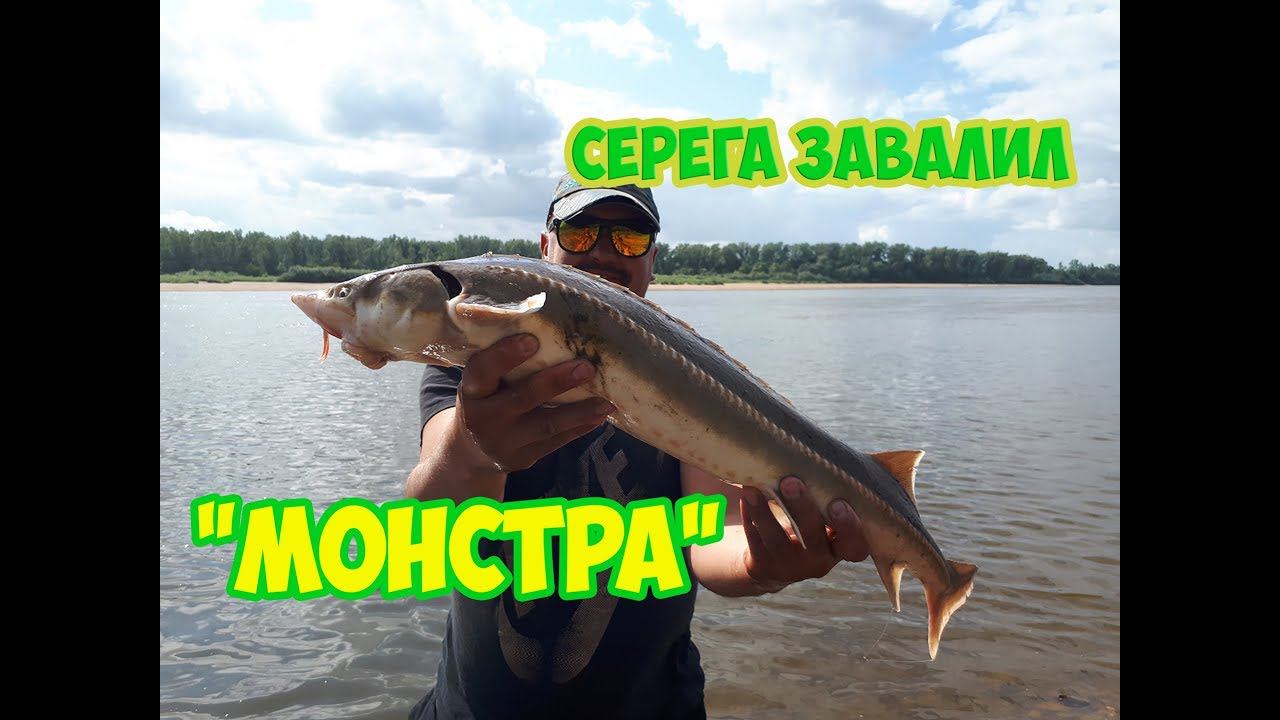 Такую стерлядь я еще не видел.. Ловля стерляди на донки. смотреть онлайн