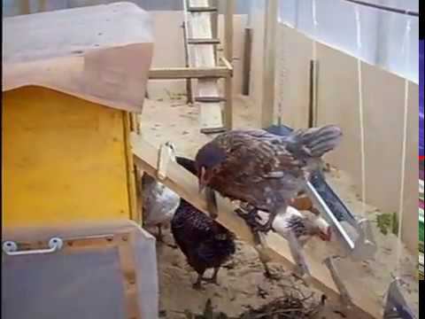 Куротеплица. Новоселье смотреть онлайн