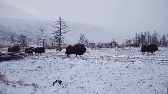 Олень и его друзья овцебыки смотреть онлайн