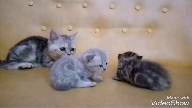 Kucing Munchkin смотреть онлайн