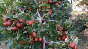 Зизифус сорт Конфетный.mp4