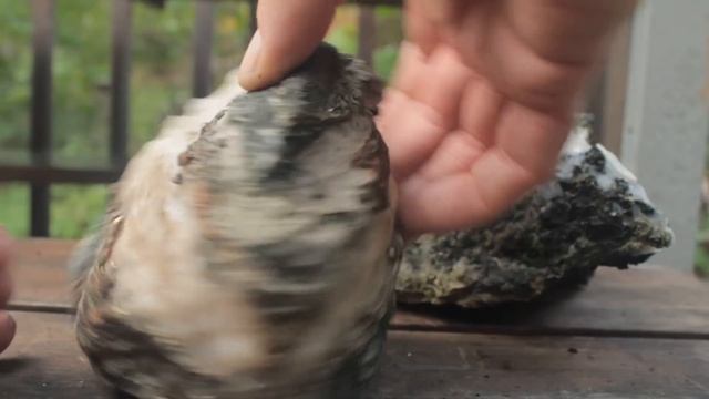 WHATS INSIDE? DISSOLVING ROCKS WITH TABLE VINEGAR смотреть онлайн