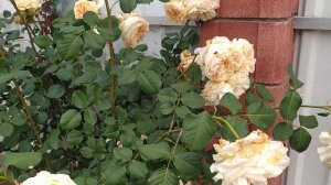 Цветение розы Apricot Sky посадки осень 2021г./на 10июня 2023г.