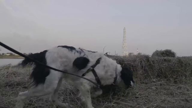 Обзор гимбла Zhiyun Crane 3 Axis Camera Gimbal TEST смотреть онлайн