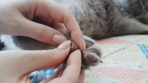 Диабет у кота. Забор крови из лапки.