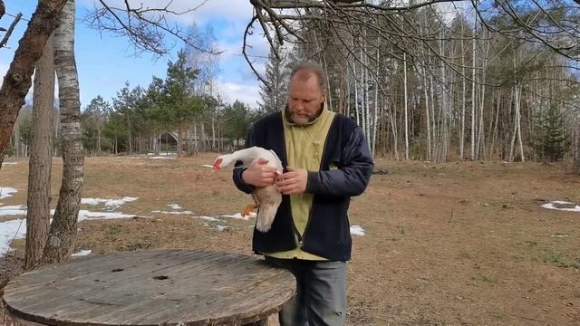 Мускусная утка (индоутка) — красота и радость на участке. Подстрижет вам газон. Ферма Чистяковых. смотреть онлайн