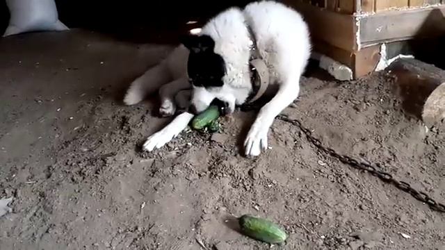 Дик любитель огурцов. смотреть онлайн