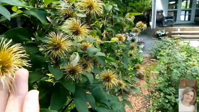 Клематис Миссис Чолмондели .Mrs. Cholmondeley смотреть онлайн