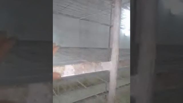 Вариант грибницы смотреть онлайн