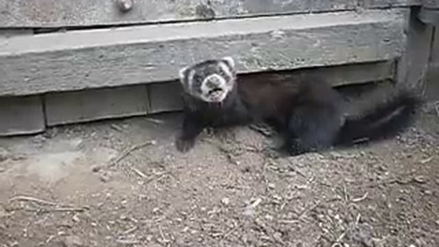 Куниця смотреть онлайн