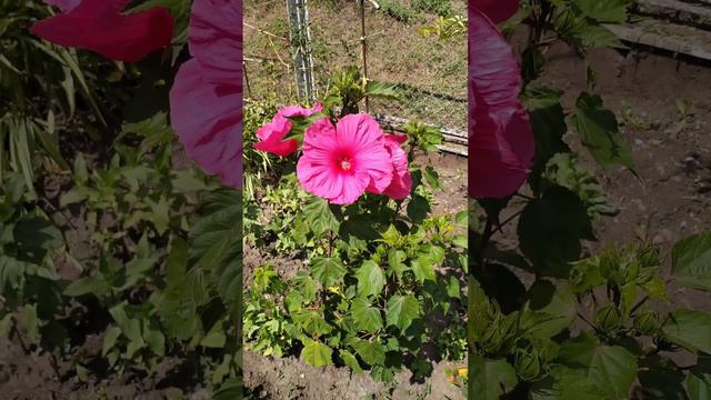 Гибискус травянистый (Hibiscus Moscheutos). Днепропетровская область. 29.07.2023 смотреть онлайн