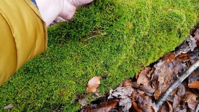 Мох для орхидей ?сбор мха в лесу? смотреть онлайн