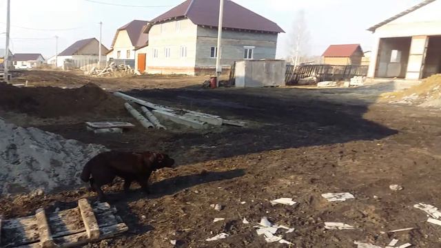 Купается в луже / Весенние забавы в деревне / Егорка бегает по лужам с собакой / Лабрадор ретривер смотреть онлайн