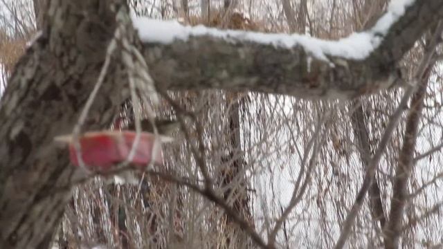 Воробей - львиное сердце, ему не страшен снегирь. И просто модные поползни. смотреть онлайн