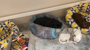 Кира заболела . Брекеты больно до слез. Жить стало дорого. Сережу не переучить . Розыгрыш.