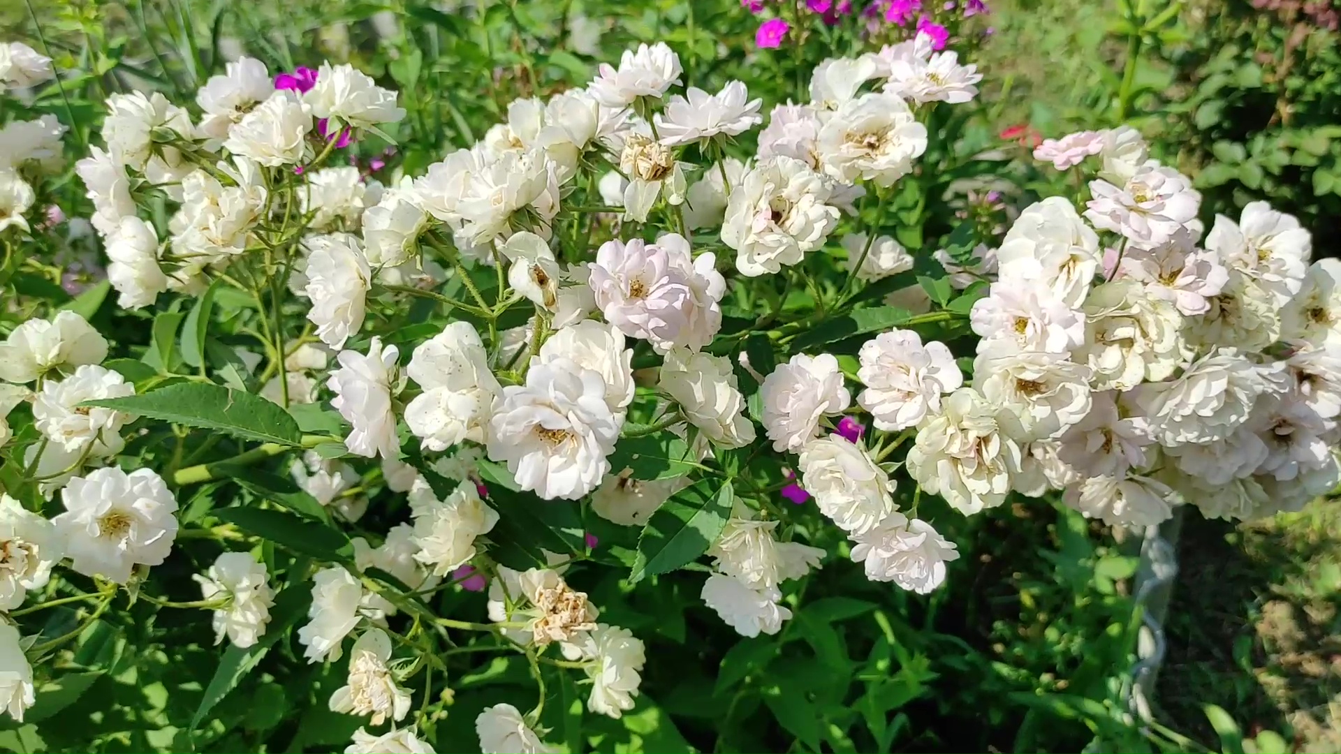 РОЗА- ШЕДЕВР! Мускусные розы из питомника роз Овчарова. #розы #питомниковчарова #сад #лето #цветы