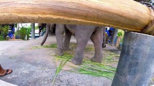 Экскурсия в ДЕРЕВНЮ СЛОНОВ. Маленький слонёнок и огромный СЛОН