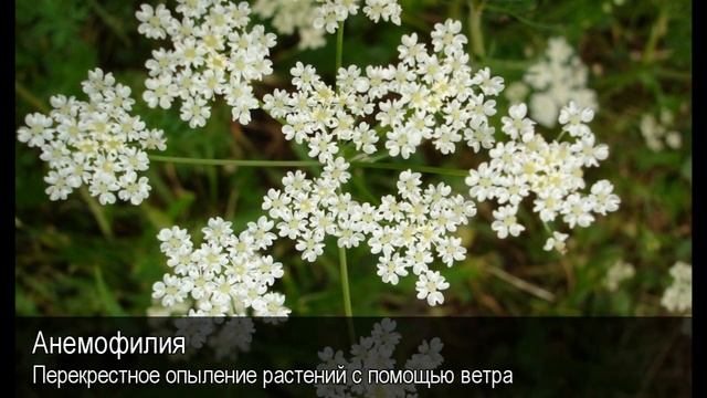 Анемофилия. Толковый Видеословарь русского языка смотреть онлайн