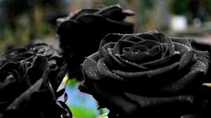 Черные розы