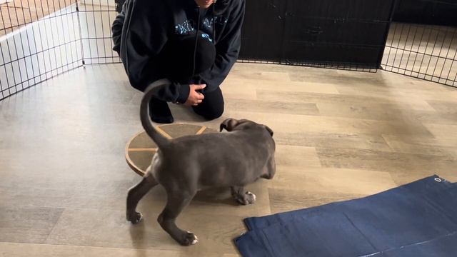 Male Pit Bull Puppy Temperament Test TCK Buddha x BadtotheBone Wild Child смотреть онлайн
