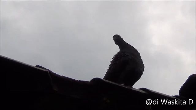 Hewan-hewan menggemaskan [test camcorder sony HDR-CX220] смотреть онлайн