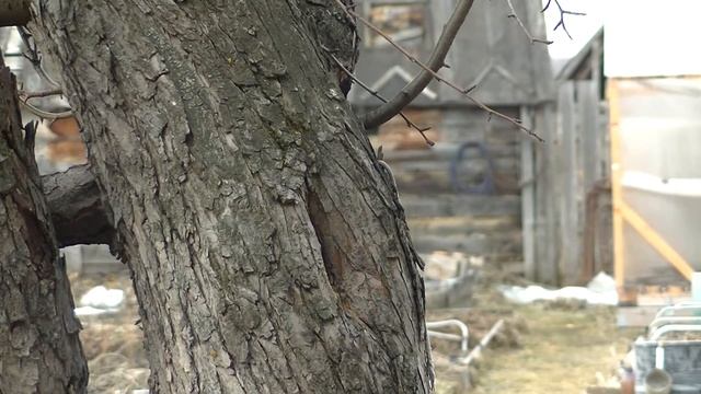 Синичка. Синицы ранней весной домой прилетели. смотреть онлайн