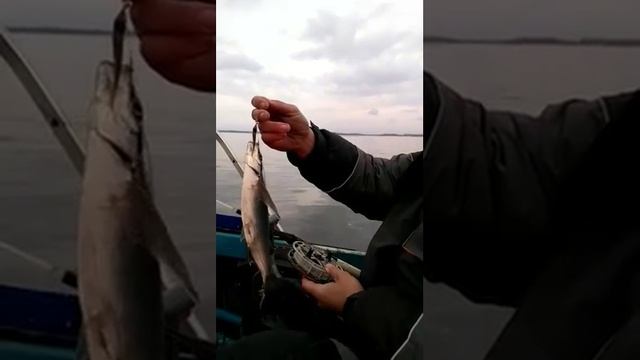 Чардымская Чухонь на малька!! смотреть онлайн