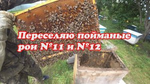 ПЕРЕСЕЛЕНИЕ РОЁВ ИЗ ЛОВУШЕК №11 И №12