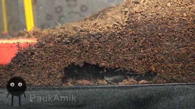 Паучок Амик: Паук на охоте 4 / Черный вельветовый птицеед brachypelma vagans смотреть онлайн