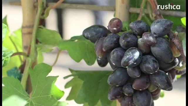 Trophée Saint-Jean de Beauregard : la vigne à fruits Philipp смотреть онлайн