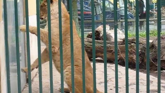 Львица делает зарядку (Lioness does exercises) смотреть онлайн