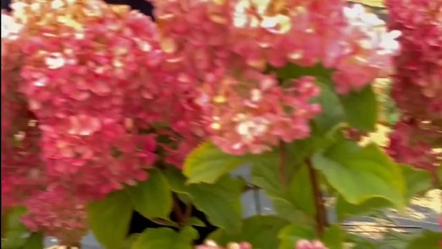 ПЕРВАЯ РУССКАЯ ГОРТЕНЗИЯ В МИРЕ — КРАСА ЛЕСКОВО смотреть онлайн