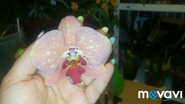 Орхидеи,мои новые роспуски ❤️ Мона Лиза и Дикий Персик смотреть онлайн