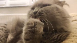 ASMR - CAT 😺 2022 the cat washes. Кот умывается. Для крепкого сна!