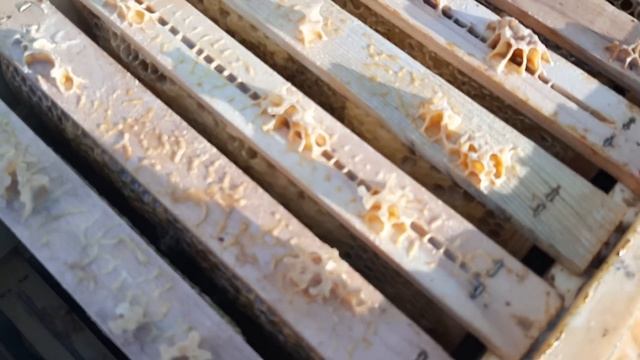 Контроль зимовки + нуклеус из Китая. 22.12.2020 смотреть онлайн