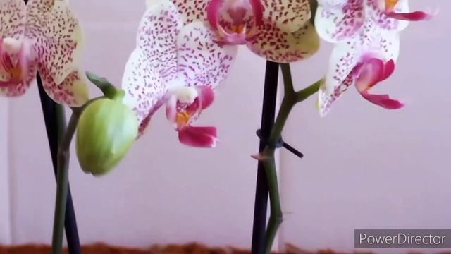 НОВАЯ ОРХИДЕЯ Причудливые Веснушки собралась в орхорай(((. Счастье длилось недолго ☹//#Orchids смотреть онлайн