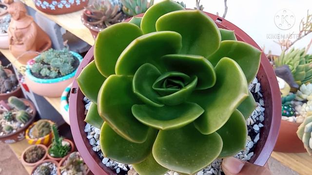 20 Echeveria pouco mostradas no YouTube смотреть онлайн