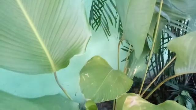 BAGONG PLANT CALATHEA LUTEA смотреть онлайн