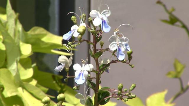 Tropicals offer reliable color all summer long смотреть онлайн