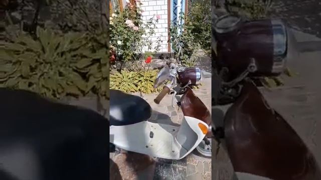 Suzuki Let's 4 Pallet ??Відео від покупця смотреть онлайн