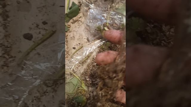 Чем отличается клубника заготовленная по технологии фриго, от копанки от нашей "бабы Мани" смотреть онлайн