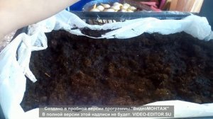 ЛУКОВИЦЫ ТЮЛЬПАНА  НАЧАЛИ РАСТИ не вовремя.