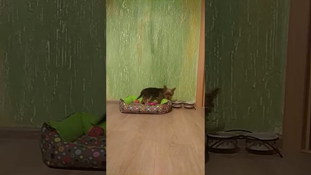 Йоркширский терьер дрессировка __ Yorkshire Terrier training смотреть онлайн