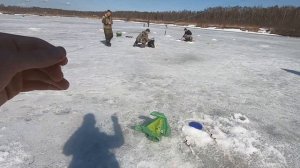 СКОЛЬКО КАРПА В ЭТОМ ПРУДУ!?Ловля карпа зимой со льда на  КИВКОВУЮ удочку.Рыбалка на карпа зимой .