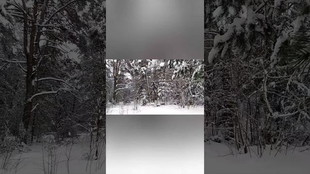 Прогулка с семьёй в снежном зимнем лесу смотреть онлайн