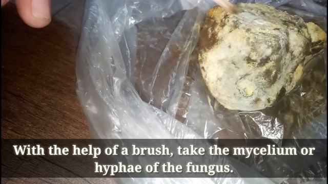 Aspergillus, Penicillium,Mucor, and Rhizopus different types of fungus detection of fungus on bread смотреть онлайн